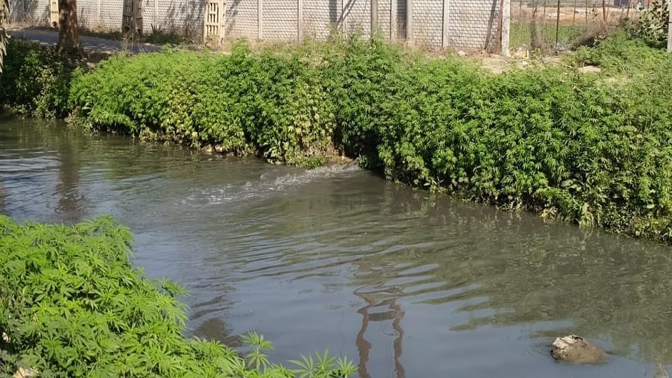 Dirty water from houses and factories is being dumped in canals