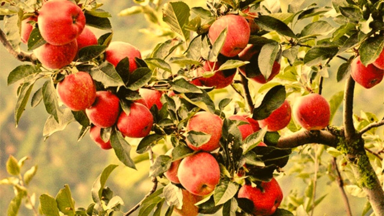 best fruits in rainy season in hindi barish me kaun se fruit khane chahiye