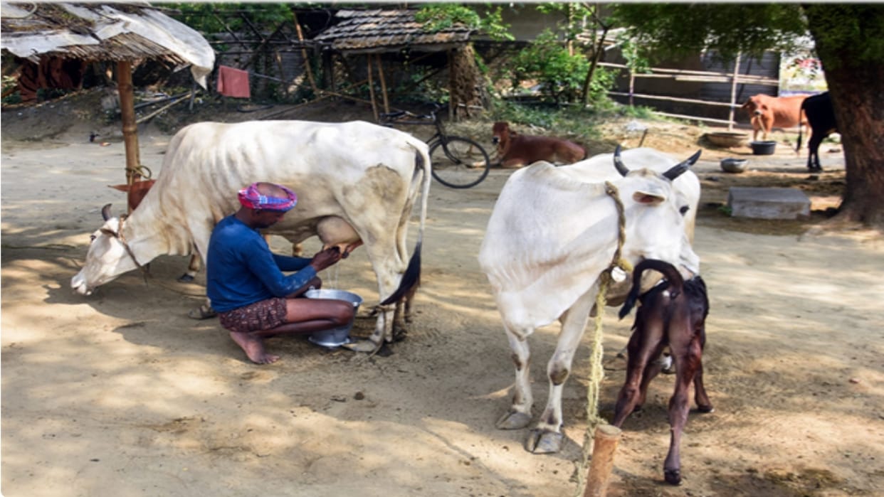 US dairy imports will put a crisis on the livelihood of small farmers, SBI Report Claims