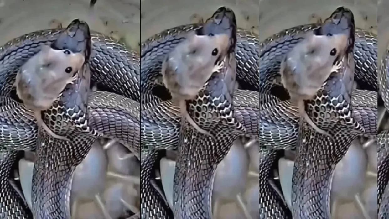 The rat sat on its own death sat coiled on the snake hood then something happened Video goes Viral on Internet