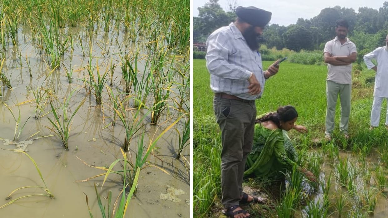 Himachal Pradesh Sirmour Virus disease attacks paddy crop along with leaf wrapping disease