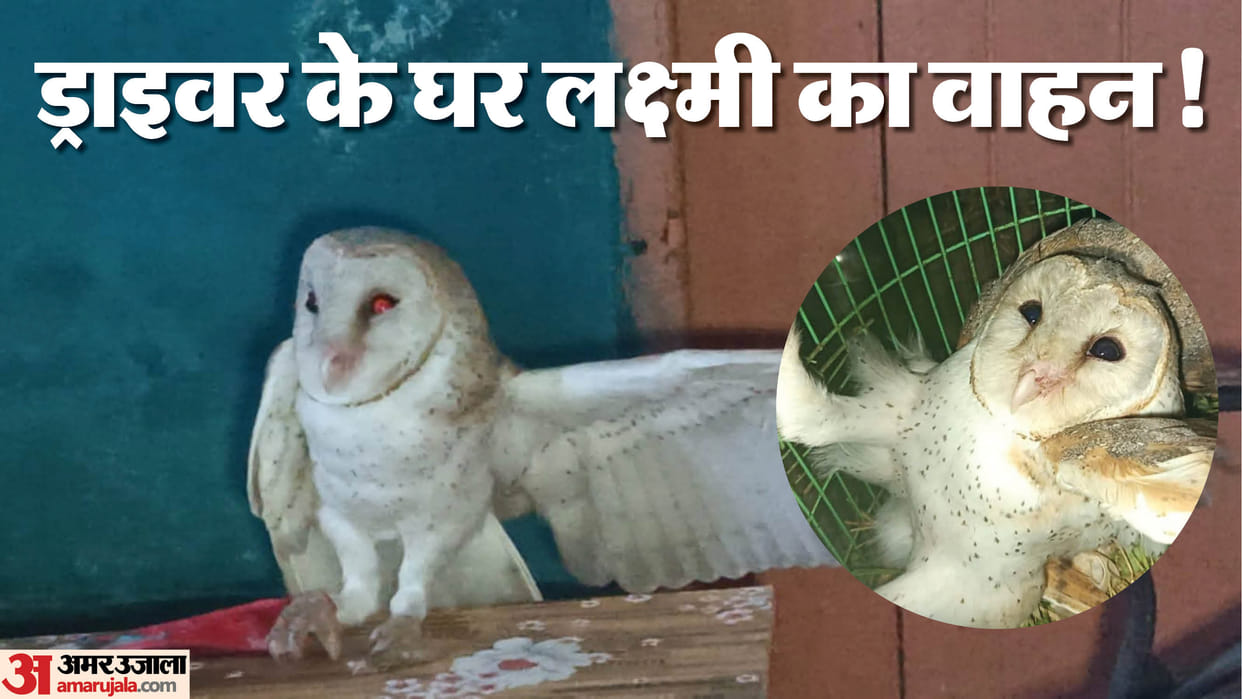 Bihar News : North America Owl recovered in jamui bihar incredible happiness for driver family