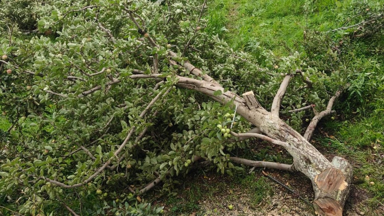 Shimla 450 apple trees were cut on the fourth day in Chaithala of Kotkhai