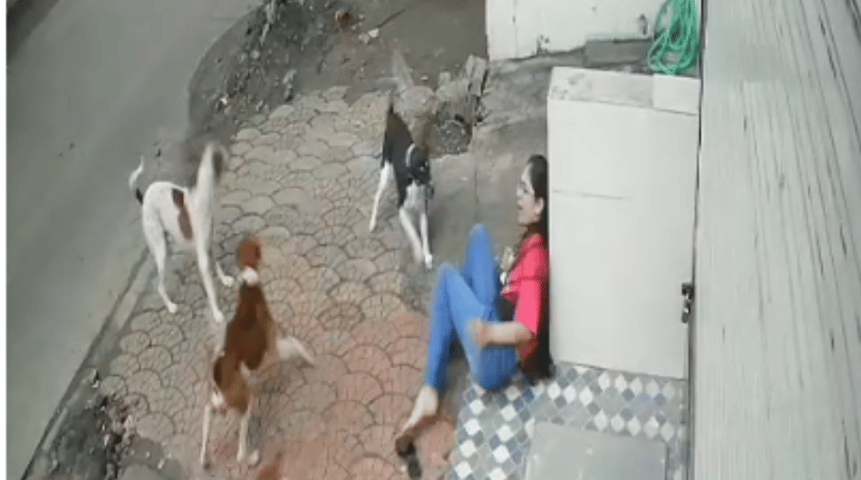 Indore news: Stray dogs attack college girl in Srinagar Extension, incident caught on CCTV