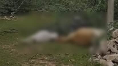 Nagaur News: Power Department's Negligence Kills Two Cows; Transformer Lying on Ground for 2 Years
