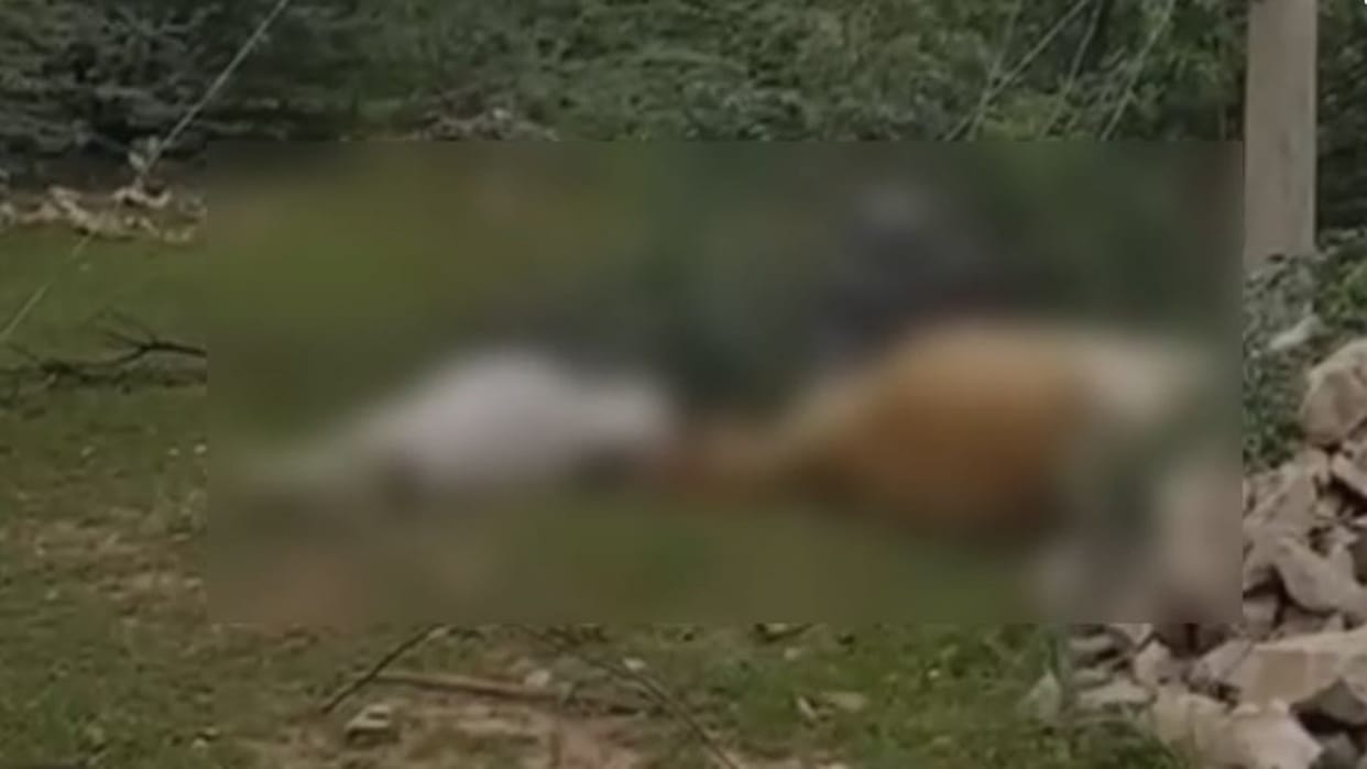 Nagaur News: Power Department's Negligence Kills Two Cows; Transformer Lying on Ground for 2 Years