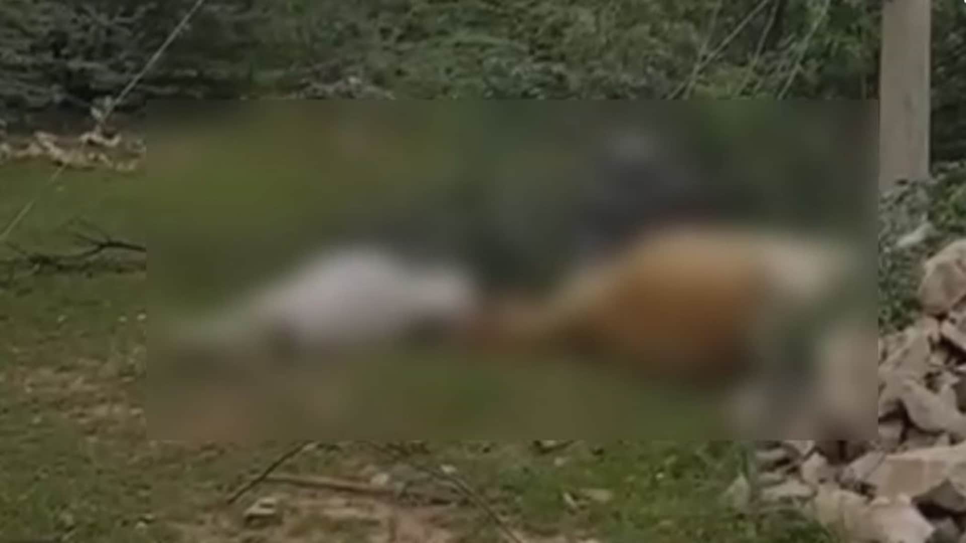 ट्रांसफार्मर की चपेट में आकर दो गायों की मौत