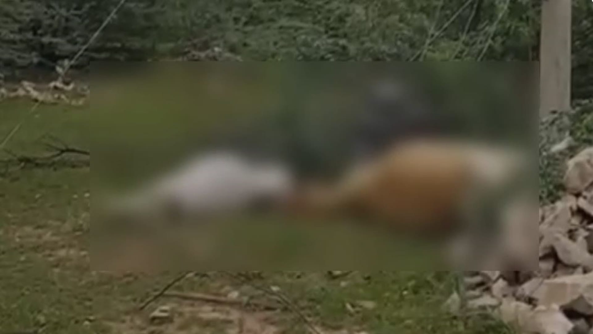 ट्रांसफार्मर की चपेट में आकर दो गायों की मौत