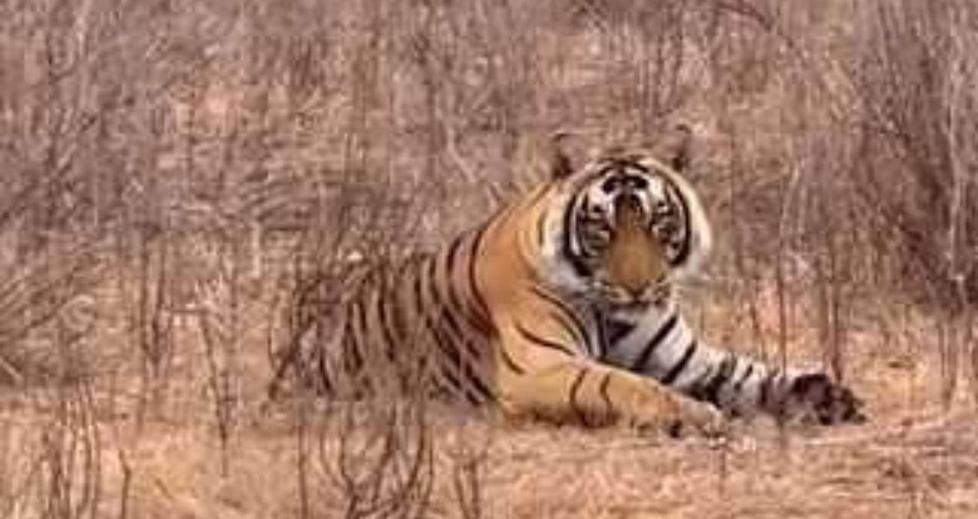 दमोह के जंगलों में बाघों की बढ़ती हलचल