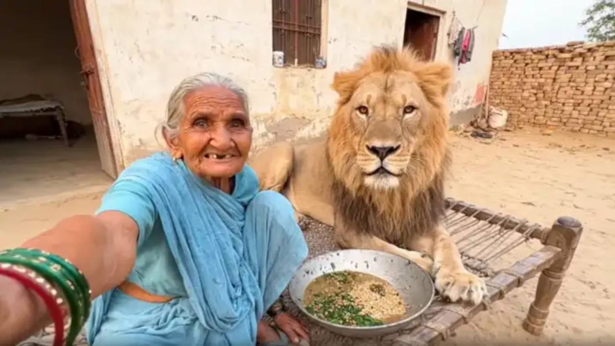 Old Lady was feeding fodder to a lion thinking it was a buffalo People called it a AI video goes Viral
