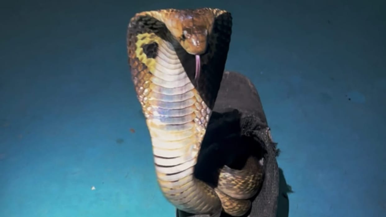 cobra snake hiding in shoes horrifying video viral on social media