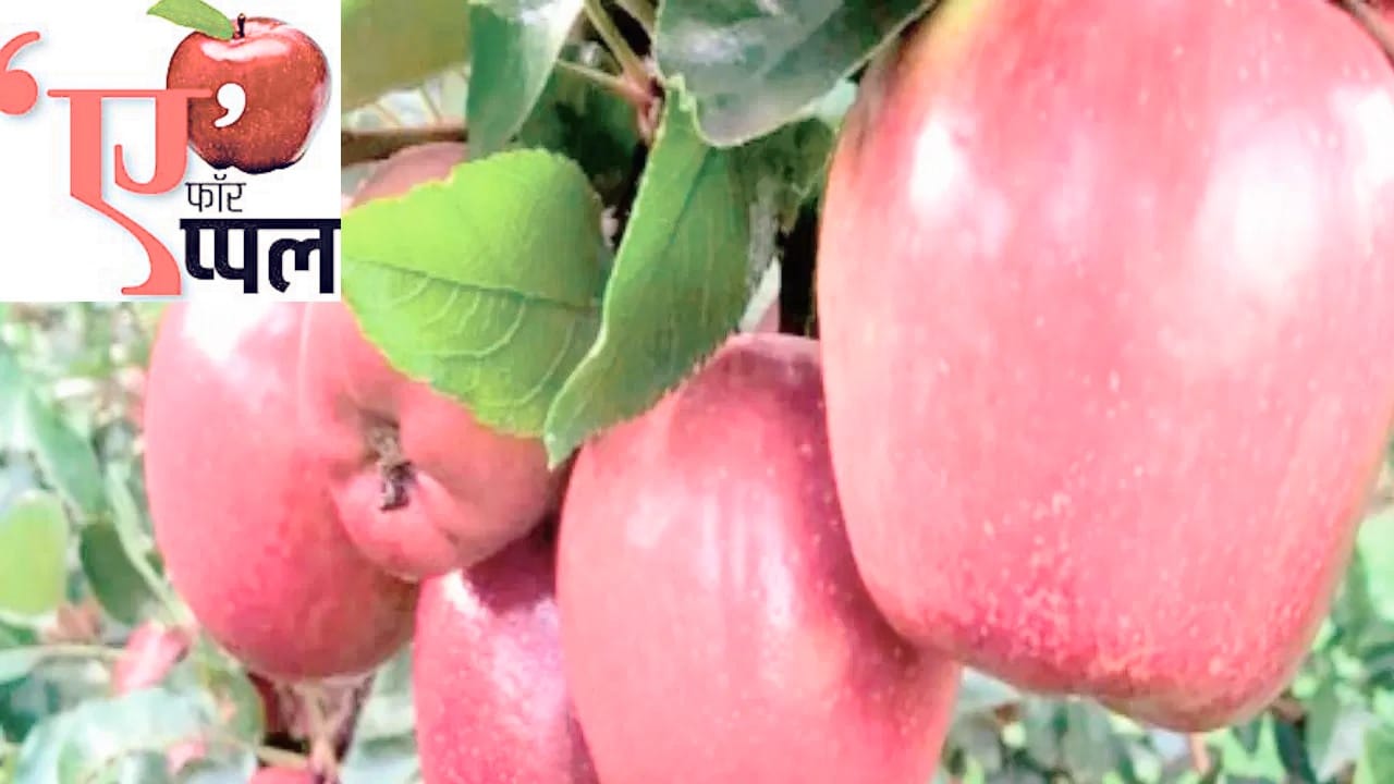 हिमाचल का सेब।