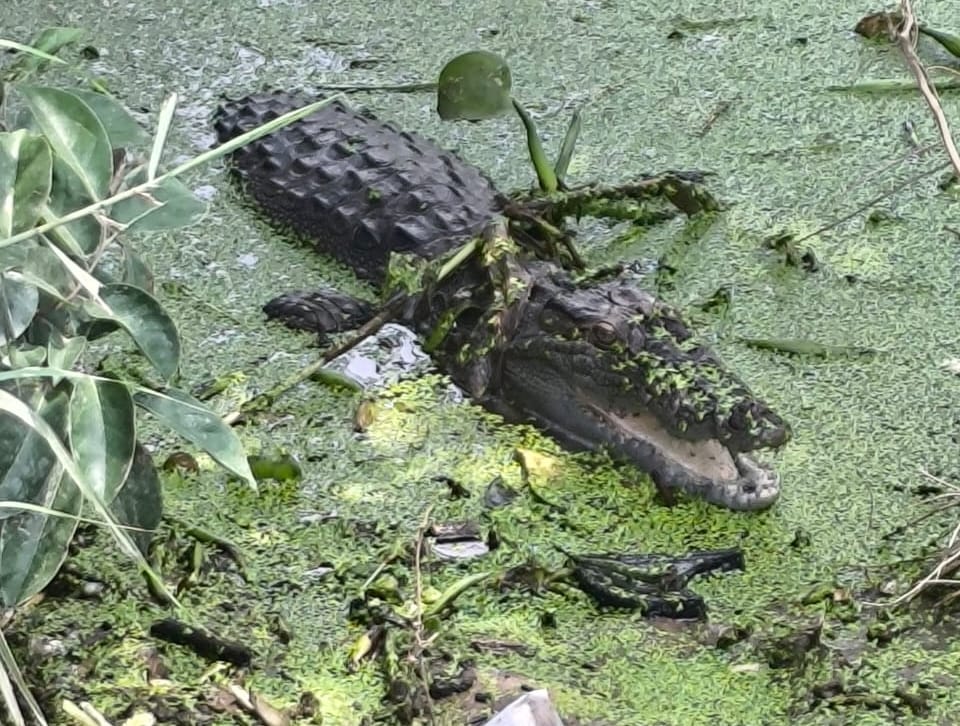 village is terrified of crocodile taken over the pond villagers are imprisoned in their homes