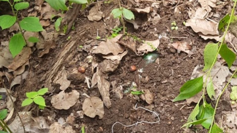 Security forces defused two IEDs of Naxalites in Bijapur