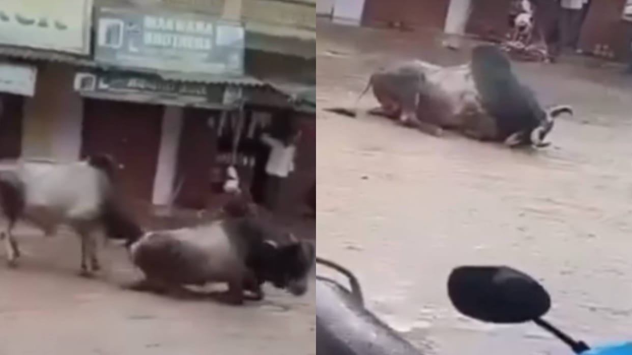 People kept making videos and the bull suffering from electric shock was saved by its companion Video Viral