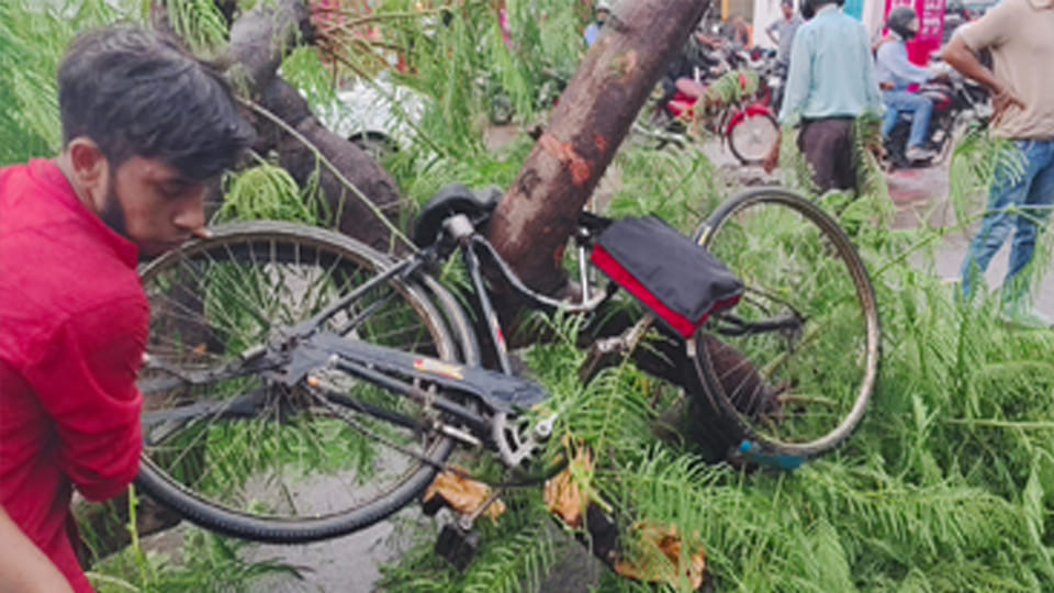 Tree fell in heavy rain, young man riding a bicycle died after being crushed, one injured