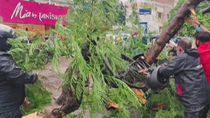 Tree fell in heavy rain, young man riding a bicycle died after being crushed, one injured