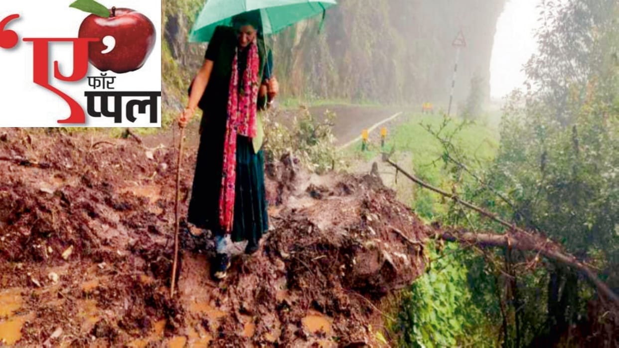 HP Apple Season: Rainfall is very heavy on the gardeners, roads damaged, transporting apples to the markets be