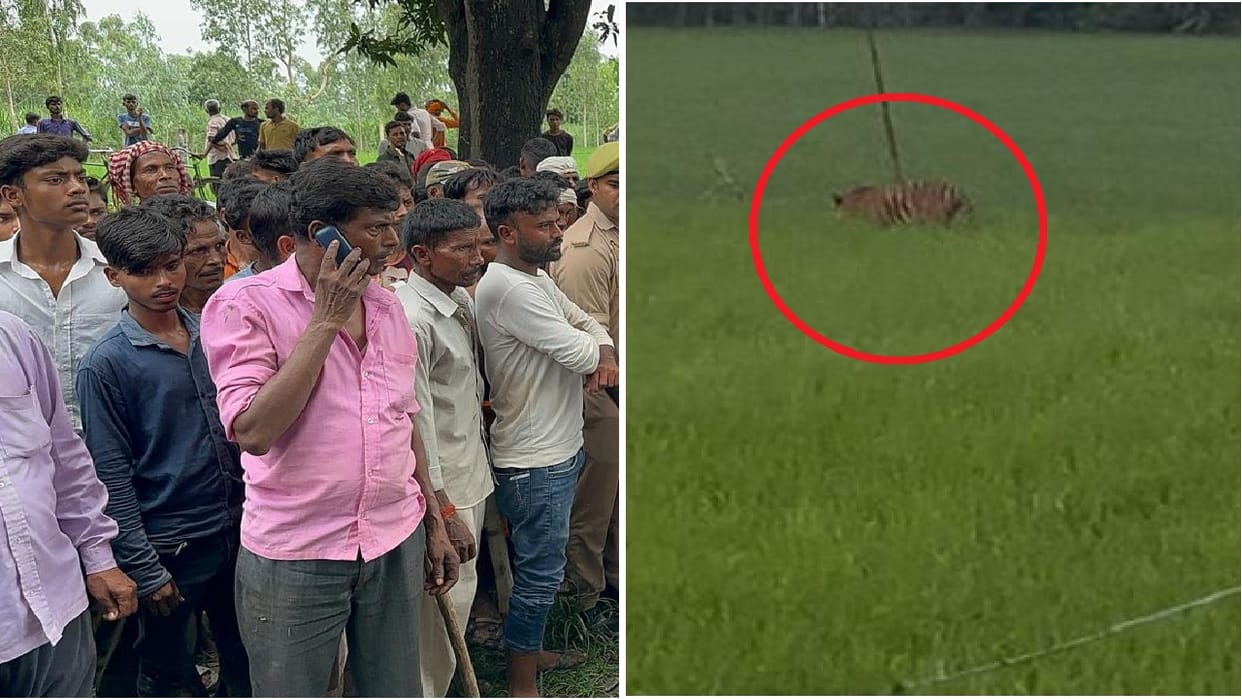 Villagers furious due to tiger attack in Pilibhit