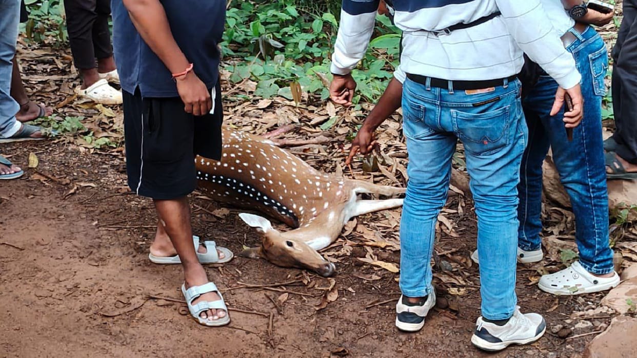 Deer found dead in Bastar suspected to be victim of hunting