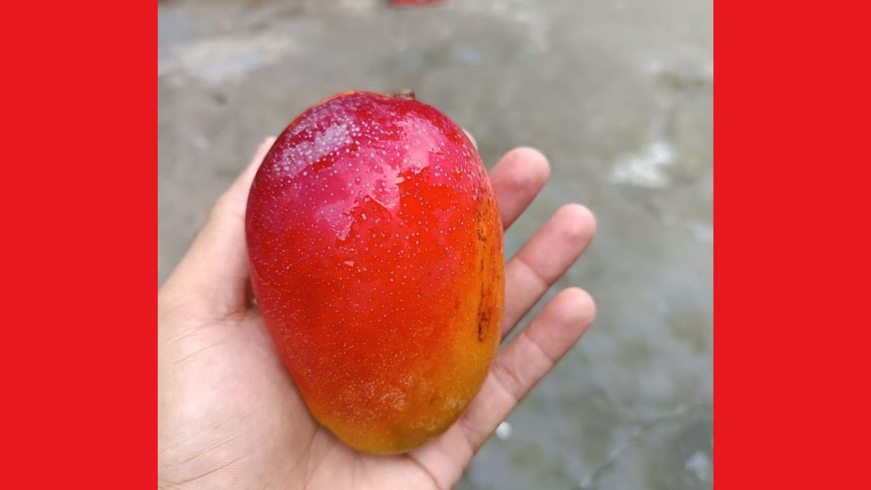 Himachal World most expensive mango miyazaki grown in Daduwala village Nahan priced at Rs 2 to 3 lakh per kg