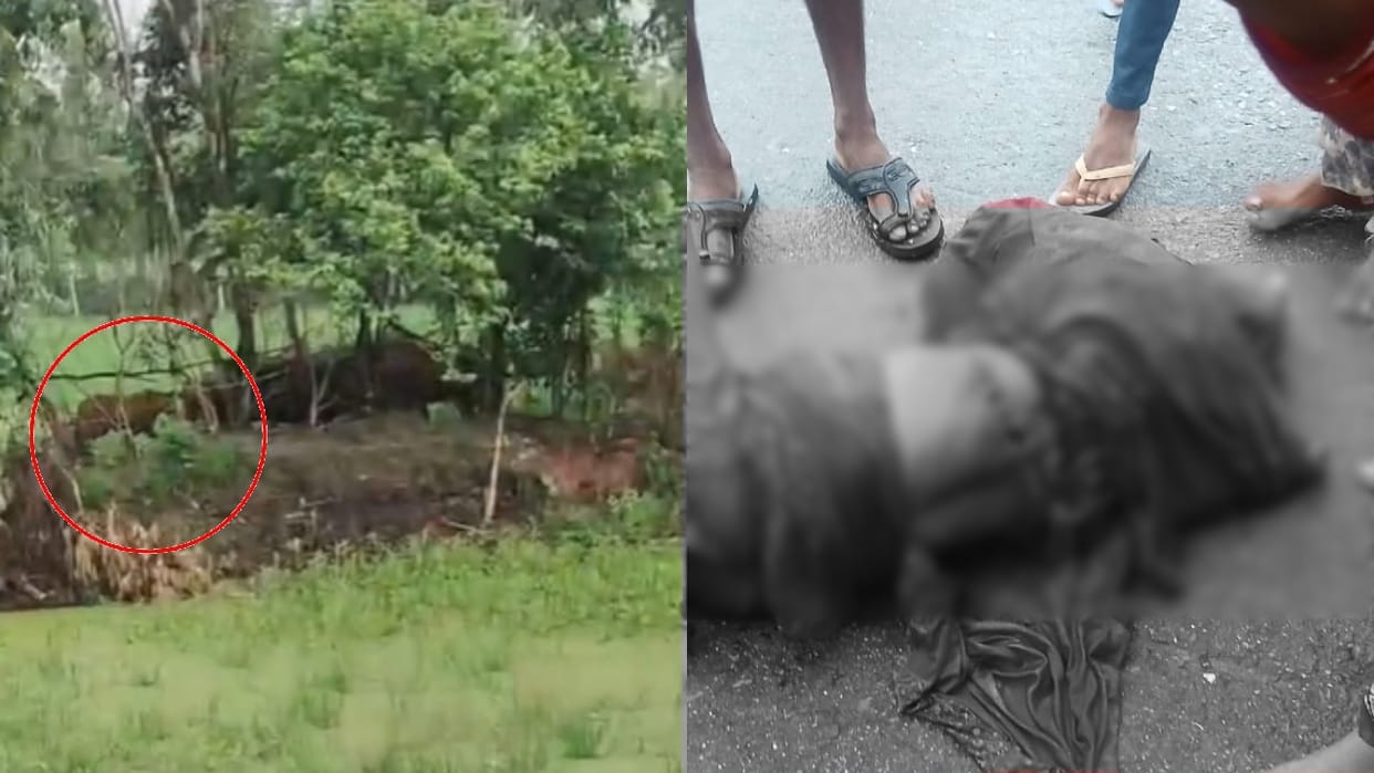 Tiger attacks woman in Pilibhit