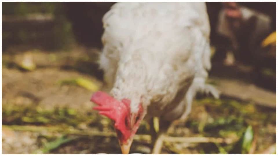 Controversy in Harda Over hen Named Narmada Brahmins Community Demands Action