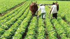 Agriculture in india and prosperity Union Cabinet approval to new scheme promises major reforms self-reliance