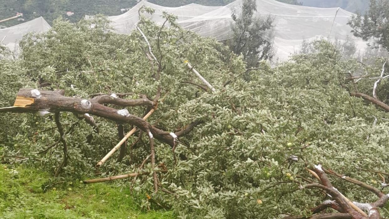 Shimla Forest land freed from encroachment in Chaithla 4500 apple trees cut from 22 hectares in seven days