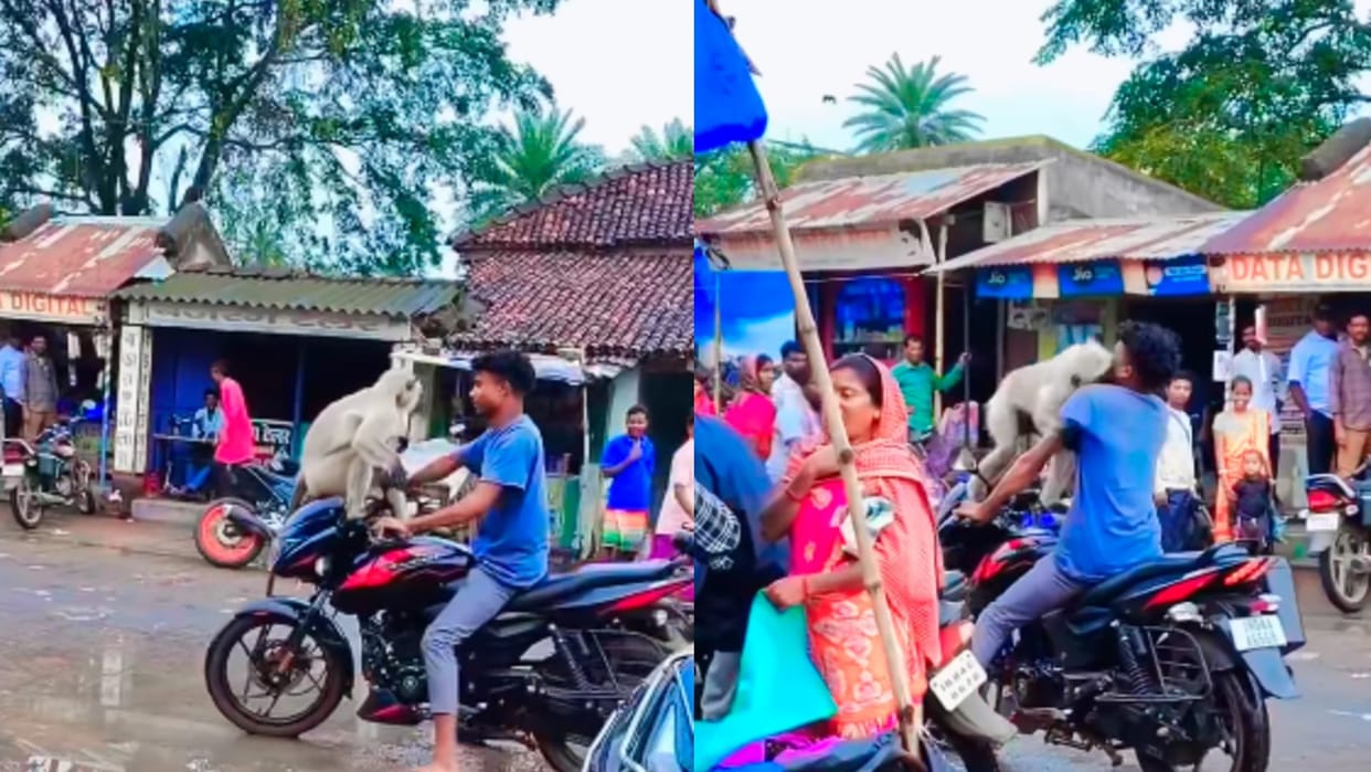 Monkey Sitting On Bike Handle Attacked On Person Riding Motorcycle Scary Video Goes Viral