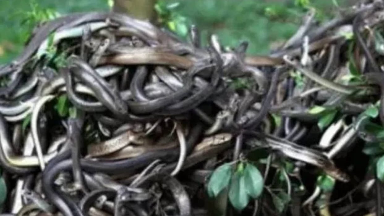 More than 7000 snakes were hiding in a society in Telangana even the rescuers had a tough time in Viral News