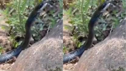 सांप को निगल गया काला सांप