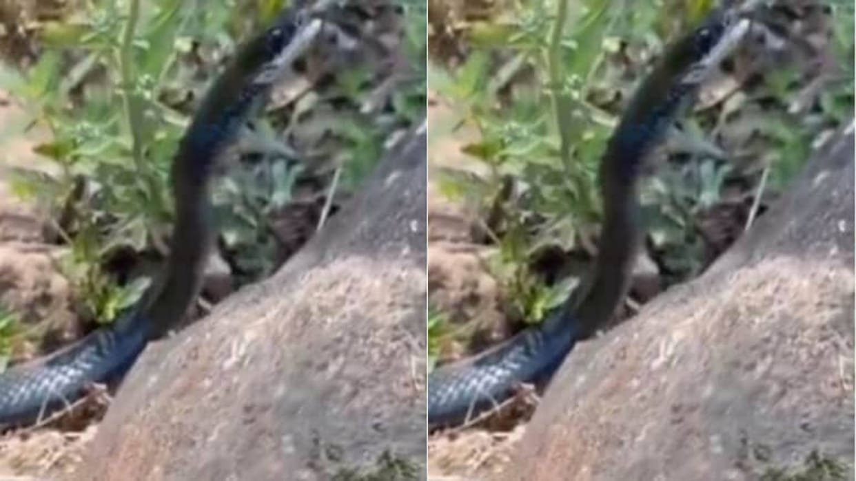 Black snake swallows a small snake alive your heart will be shocked after watching the video goes Viral