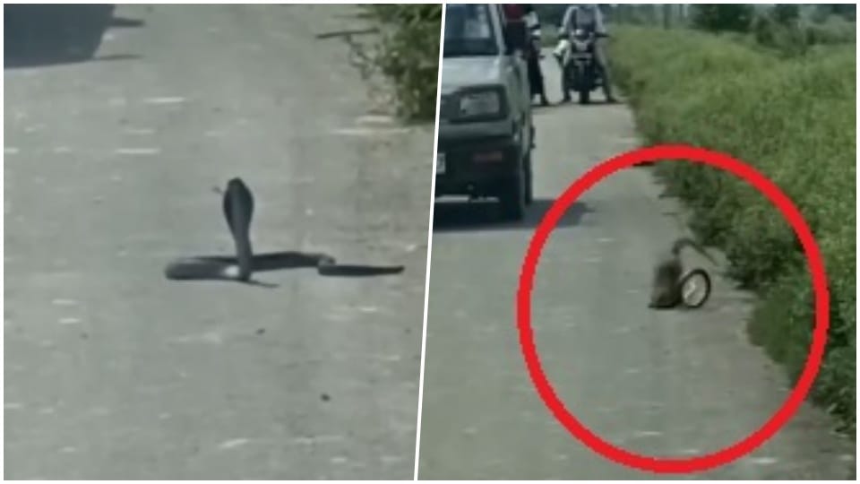 Snake Nevla Ladai A video of a fight between a snake and a mongoose in Auraiya goes viral