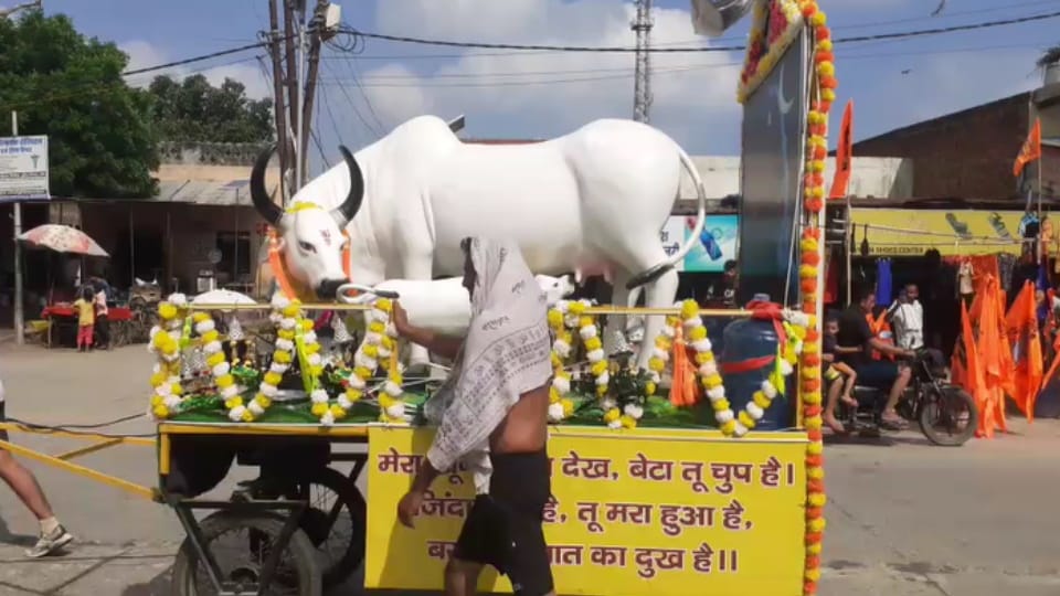 From Haridwar to PM Residence: Kanwariyas march for national cow protection law