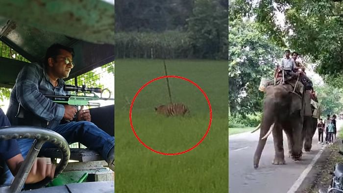 Forest department teams have not been able to catch the tiger in Pilibhit till now