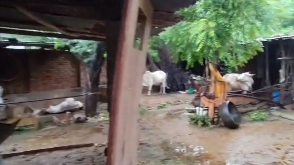 Jaipur: Panther terror in Jaipur rural, cow attacked and killed, forest department started search operation