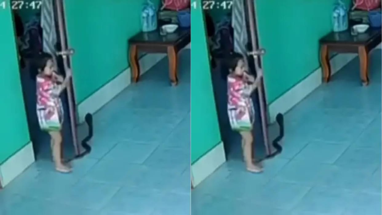 As soon as the girl came out of the room a cobra was hissing at the door with its hood spread Video goes Viral