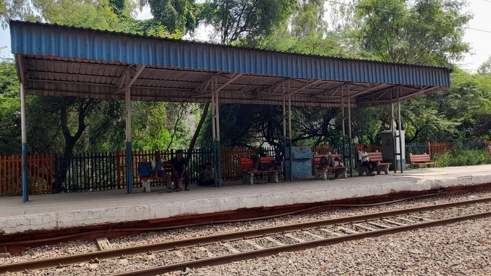 Thorny plants have grown on both sides of the road at the entrance of Vivek Vihar railway station