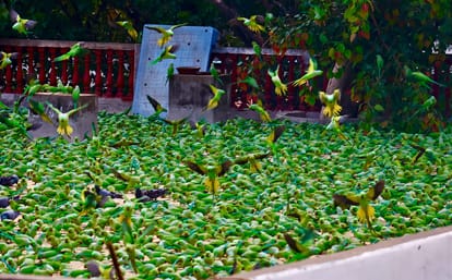 Indore: There is a temple in Indore where thousands of parrots come to eat Hanumanji's Prasad