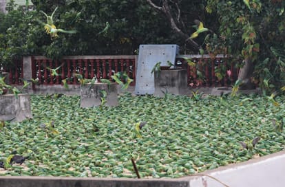Indore: There is a temple in Indore where thousands of parrots come to eat Hanumanji's Prasad