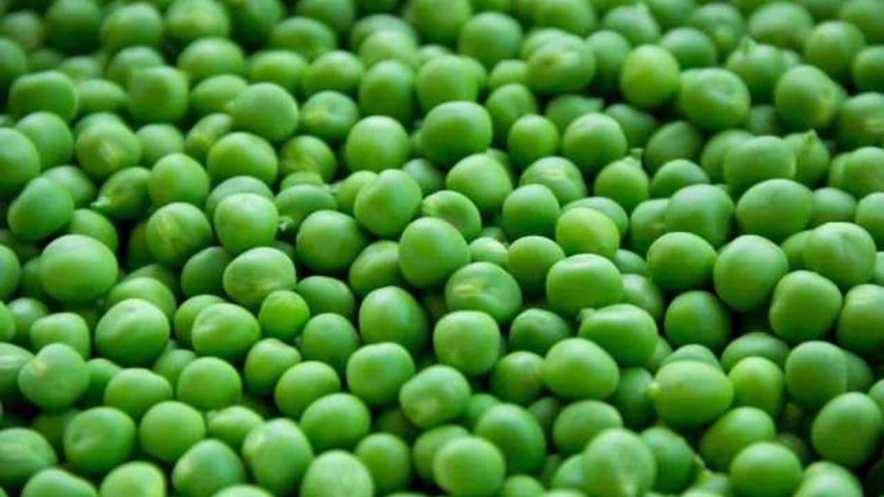 how to store methi and matar for long time in hindi