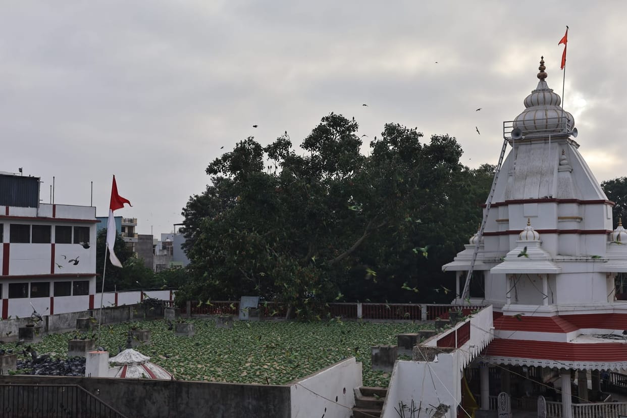 Indore: There is a temple in Indore where thousands of parrots come to eat Hanumanji's Prasad
