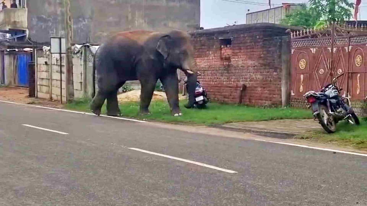 Ranchi News: Terror of wild elephant in Latehar city