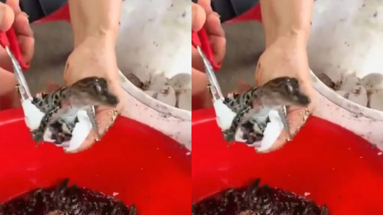 A baby crocodile was taken out after breaking the egg many people mistook it for a lizard the video went viral