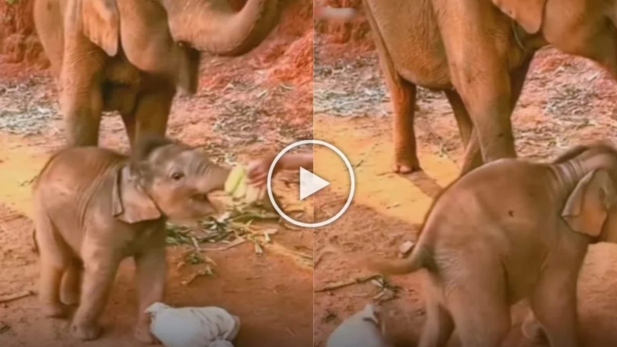 baby elephants get irritated as man tease him with bananas funny video goes viral
