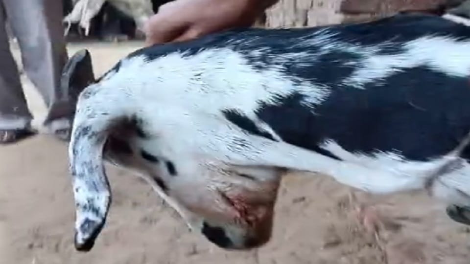 Leopard attacked goat ran away when it made noise panic due to sound of leopard during Kanwar Yatra in Hapur