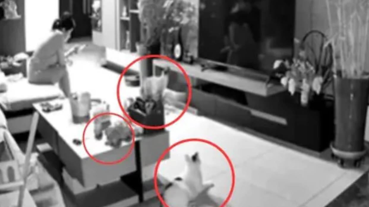 Pet cats at home saved the life of a woman alerted her before any untoward incident happened Video Viral