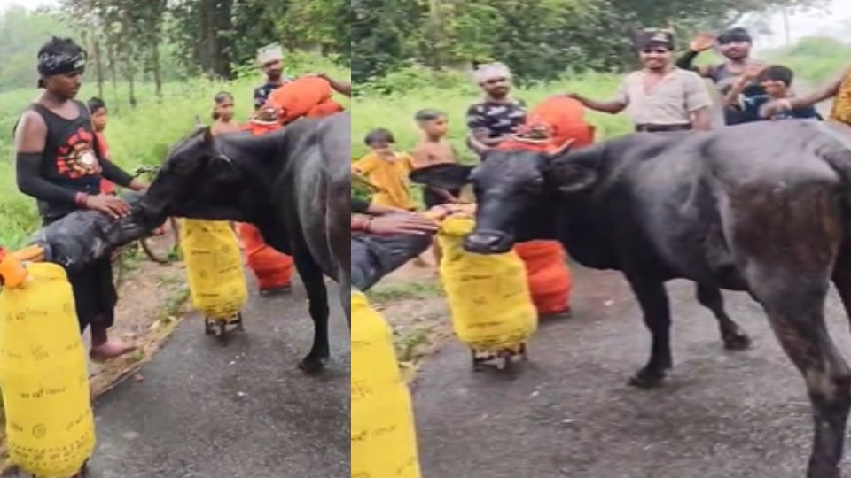 Cow Stops Kanwar Yatra: Devotees Call It a Divine Sign in Garhipukhta