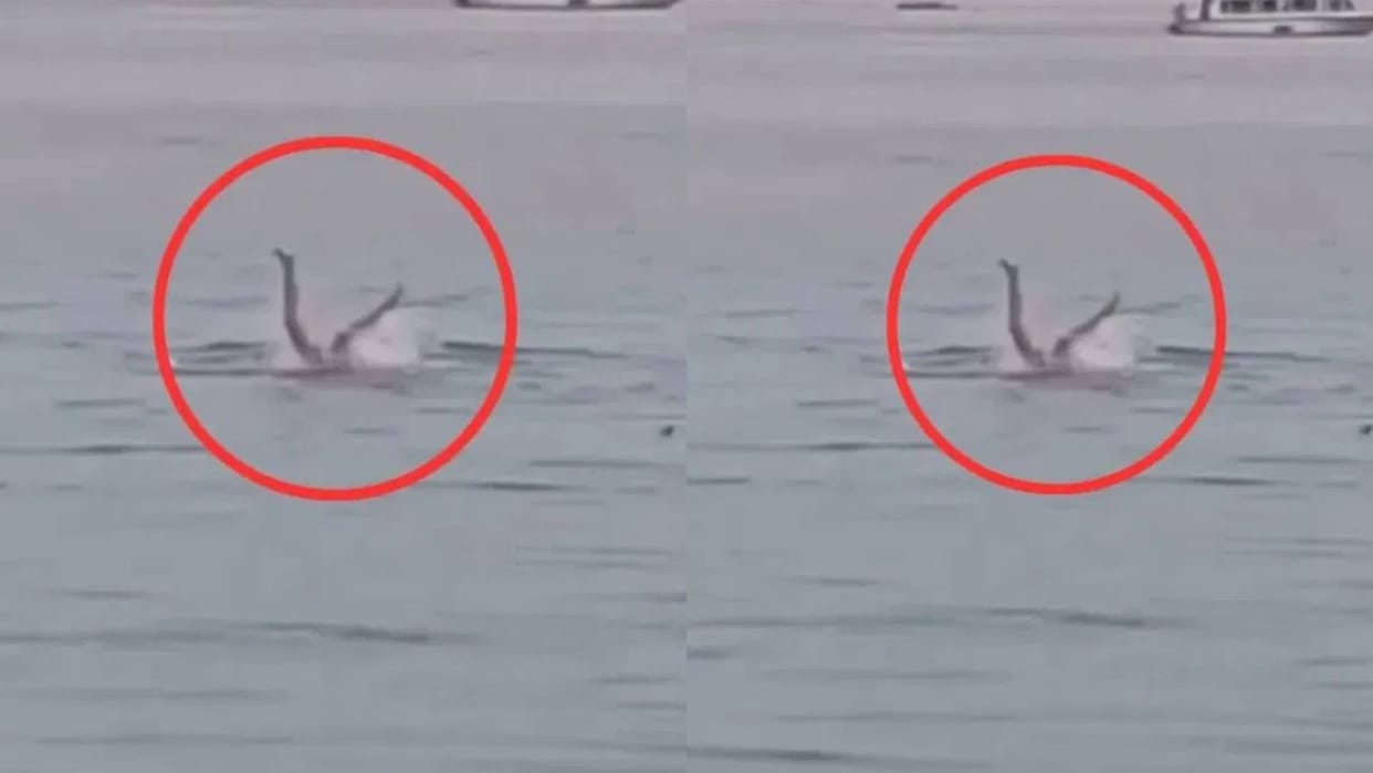 A shark chewed a man alive while sitting in a boat the boy fought till the end to save his life Video Viral